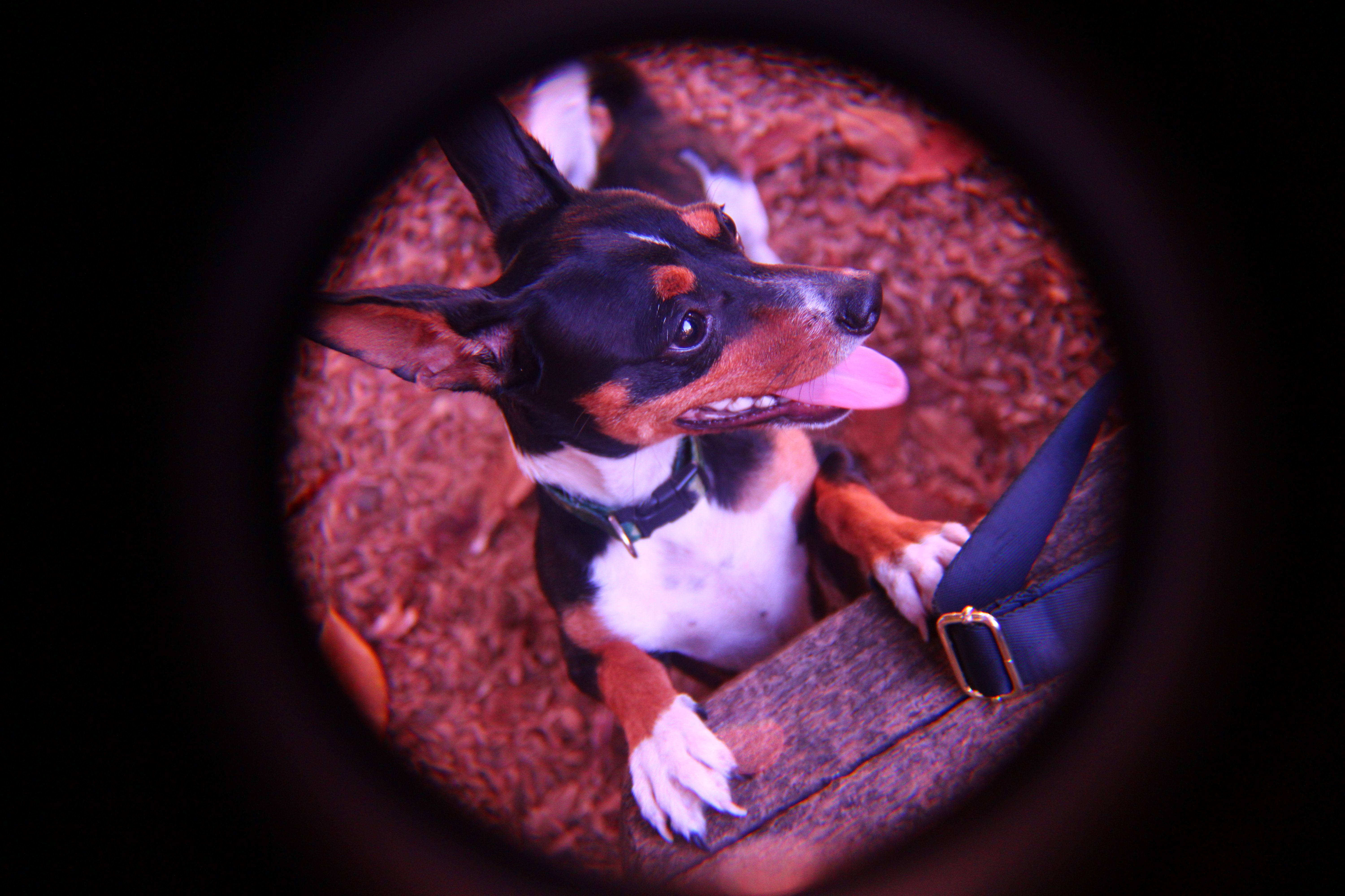 Doggy